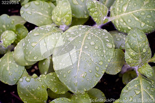 Image of young hopi tobacco after rain