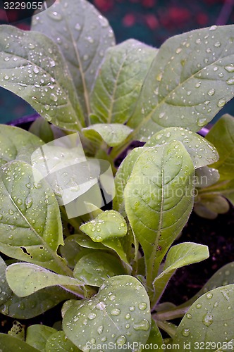 Image of young jasmine aztec tobacco after rain