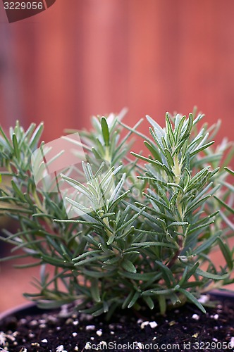 Image of young rosemary plant in pot