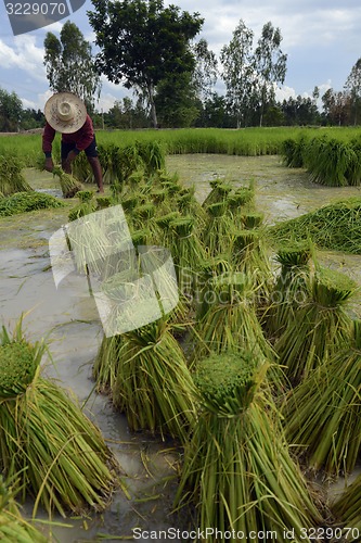 Image of ASIA THAILAND ISAN AMNAT CHAROEN