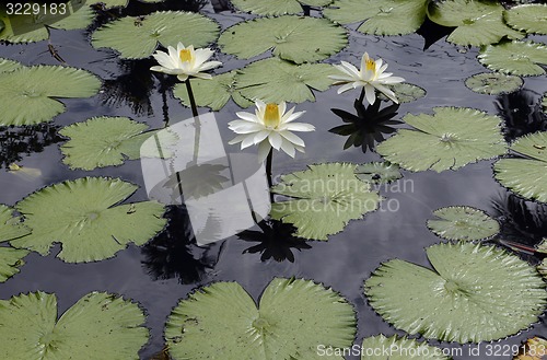 Image of ASIA THAILAND MAE HONG SON 