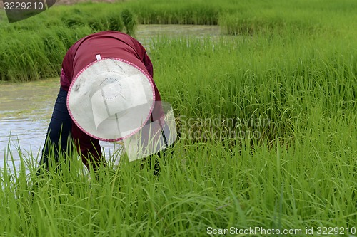 Image of ASIA THAILAND ISAN AMNAT CHAROEN