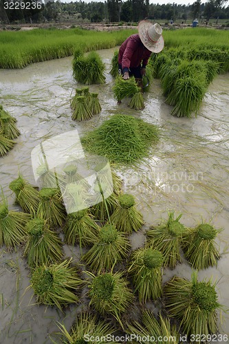 Image of ASIA THAILAND ISAN AMNAT CHAROEN