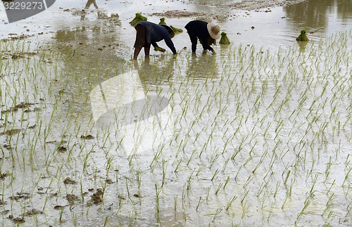 Image of ASIA THAILAND ISAN AMNAT CHAROEN