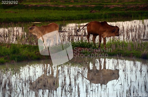 Image of ASIA THAILAND ISAN AMNAT CHAROEN