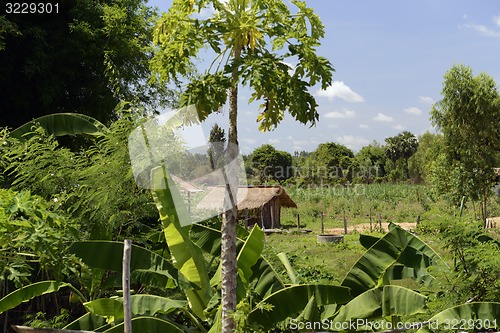 Image of ASIA THAILAND ISAN AMNAT CHAROEN