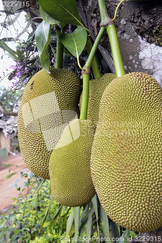 Image of ASIA THAILAND MAE HONG SON 