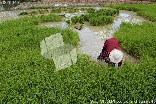 Image of ASIA THAILAND ISAN AMNAT CHAROEN