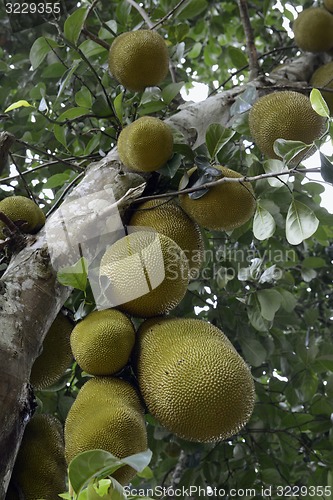 Image of ASIA THAILAND MAE HONG SON 