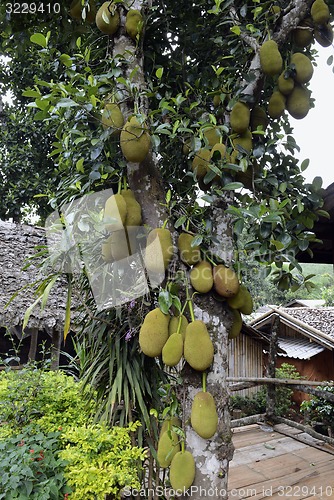 Image of ASIA THAILAND MAE HONG SON 