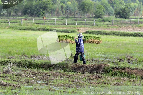 Image of ASIA THAILAND ISAN AMNAT CHAROEN