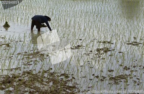 Image of ASIA THAILAND ISAN AMNAT CHAROEN