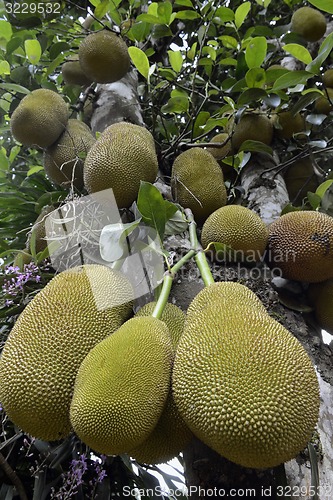 Image of ASIA THAILAND MAE HONG SON 