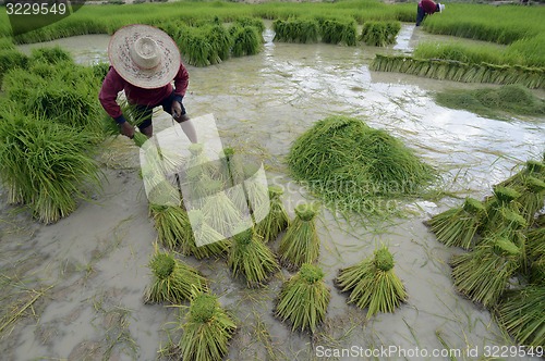 Image of ASIA THAILAND ISAN AMNAT CHAROEN