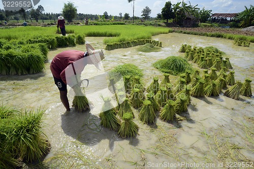 Image of ASIA THAILAND ISAN AMNAT CHAROEN