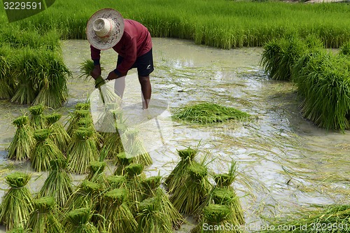 Image of ASIA THAILAND ISAN AMNAT CHAROEN