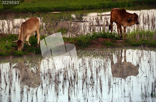Image of ASIA THAILAND ISAN AMNAT CHAROEN