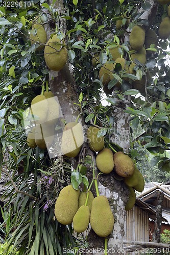 Image of ASIA THAILAND MAE HONG SON 