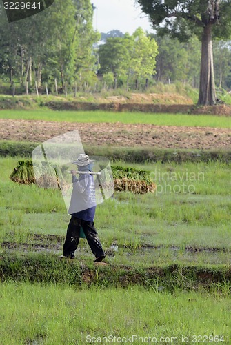 Image of ASIA THAILAND ISAN AMNAT CHAROEN