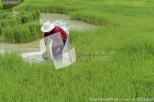 Image of ASIA THAILAND ISAN AMNAT CHAROEN