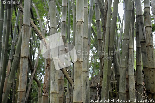 Image of ASIA THAILAND MAE HONG SON 