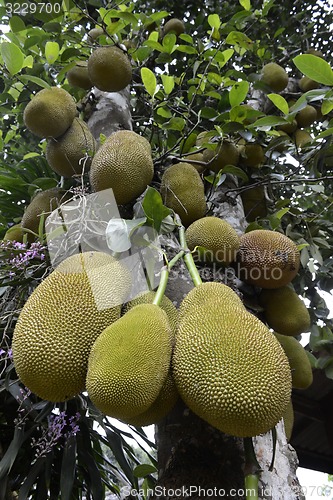 Image of ASIA THAILAND MAE HONG SON 