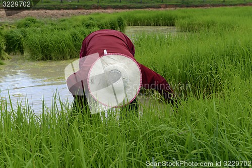 Image of ASIA THAILAND ISAN AMNAT CHAROEN