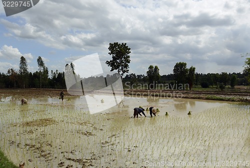 Image of ASIA THAILAND ISAN AMNAT CHAROEN