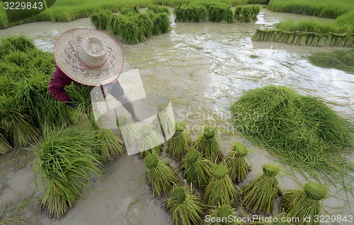 Image of ASIA THAILAND ISAN AMNAT CHAROEN