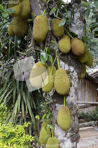 Image of ASIA THAILAND MAE HONG SON 