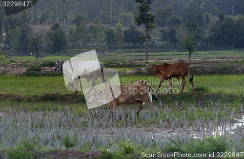 Image of ASIA THAILAND ISAN AMNAT CHAROEN