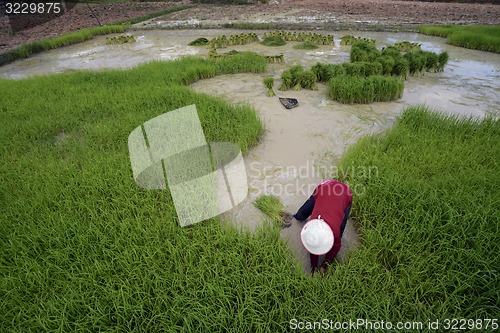 Image of ASIA THAILAND ISAN AMNAT CHAROEN