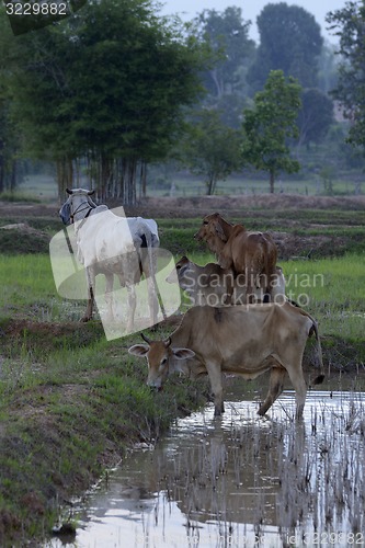 Image of ASIA THAILAND ISAN AMNAT CHAROEN