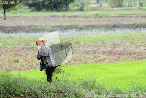 Image of ASIA THAILAND ISAN AMNAT CHAROEN