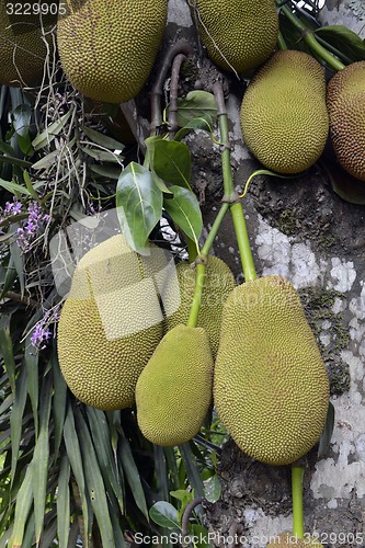 Image of ASIA THAILAND MAE HONG SON 