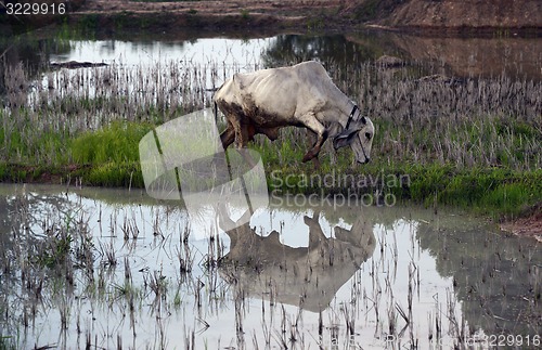 Image of ASIA THAILAND ISAN AMNAT CHAROEN