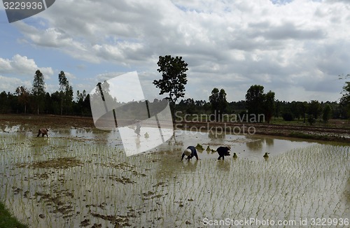 Image of ASIA THAILAND ISAN AMNAT CHAROEN