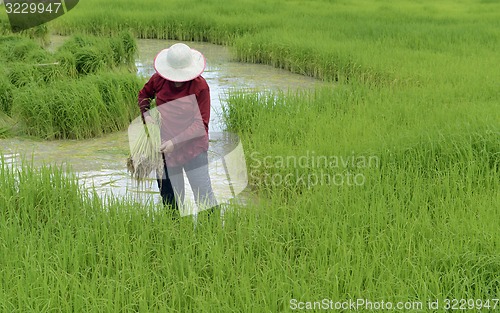 Image of ASIA THAILAND ISAN AMNAT CHAROEN