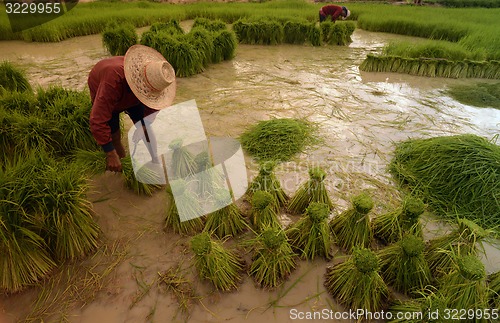 Image of ASIA THAILAND ISAN AMNAT CHAROEN