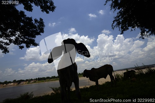 Image of ASIA THAILAND ISAN AMNAT CHAROEN