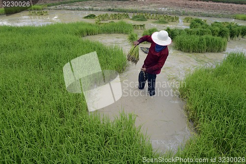 Image of ASIA THAILAND ISAN AMNAT CHAROEN