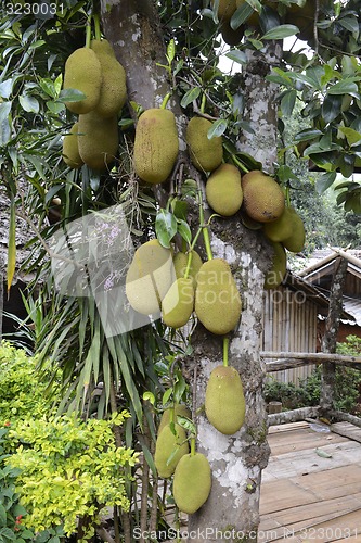 Image of ASIA THAILAND MAE HONG SON 