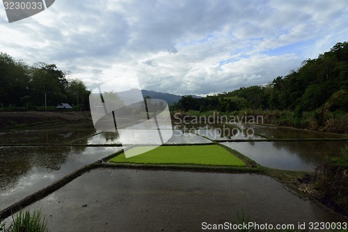 Image of ASIA THAILAND MAE HONG SON 