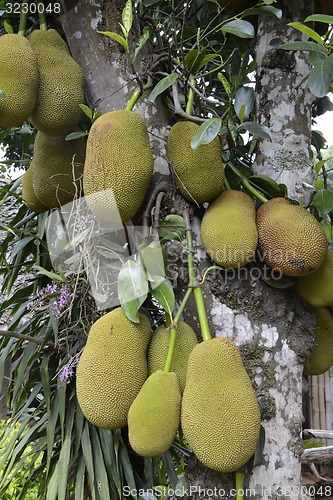 Image of ASIA THAILAND MAE HONG SON 