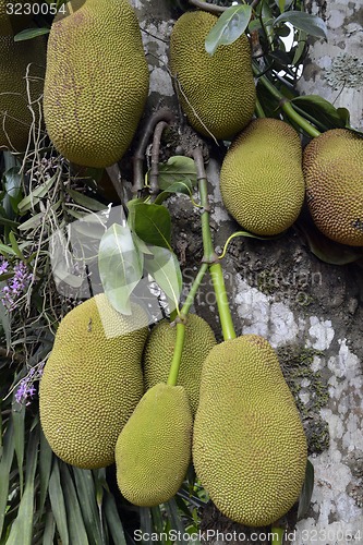 Image of ASIA THAILAND MAE HONG SON 