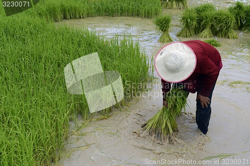 Image of ASIA THAILAND ISAN AMNAT CHAROEN