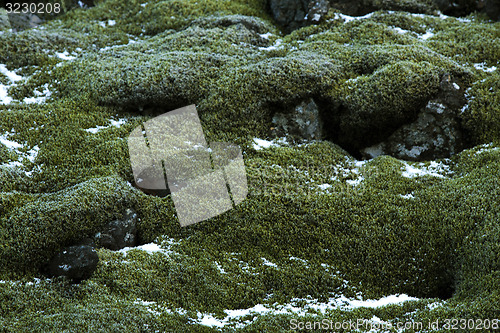 Image of Closeup of resistant moss on volcanic rocks in Iceland