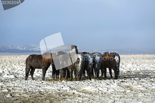 Image of Herd of Icelandic horses after snow storm