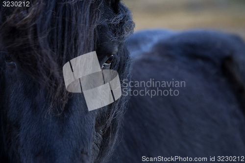 Image of Closeup of a black Icelandic horse