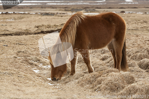 Image of Brown Icelandic horse on a meadow